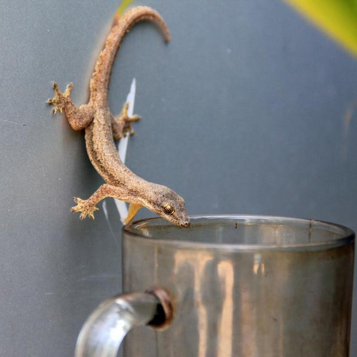 10 Tanda Rumah Kotor Banyak Cicak, Jangan Diabaikan
