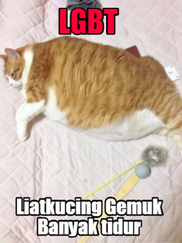 6 Meme Kucing Kegendutan Ini Bikin Gemas