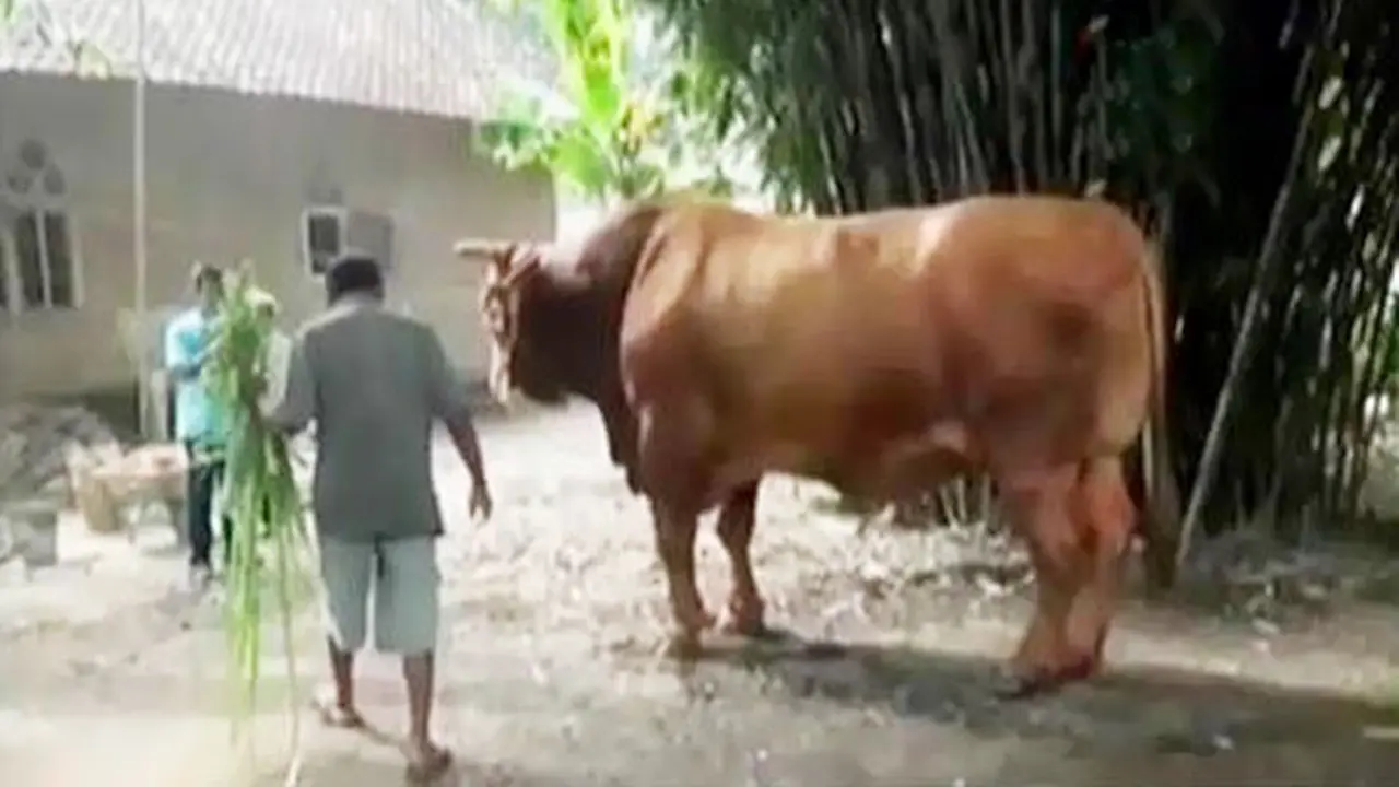 Sapi Kurban Raksasa
