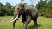 Gajah-Gajah Bengkulu Bisa Terjebak 'Cinta Terlarang'