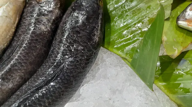 Makan Ikan Gabus Usai Operasi Caesar, Ketahui Peran Albumin