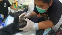 Tragis, Siamang Betina Ditembak Berkali-kali hingga Peluru Bersarang di Kepala