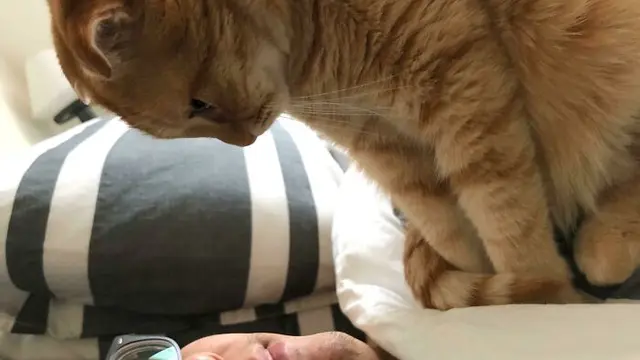 6 Potret Orang Terpaksa Mengalah Dari Kucing Ini Bikin Senyum