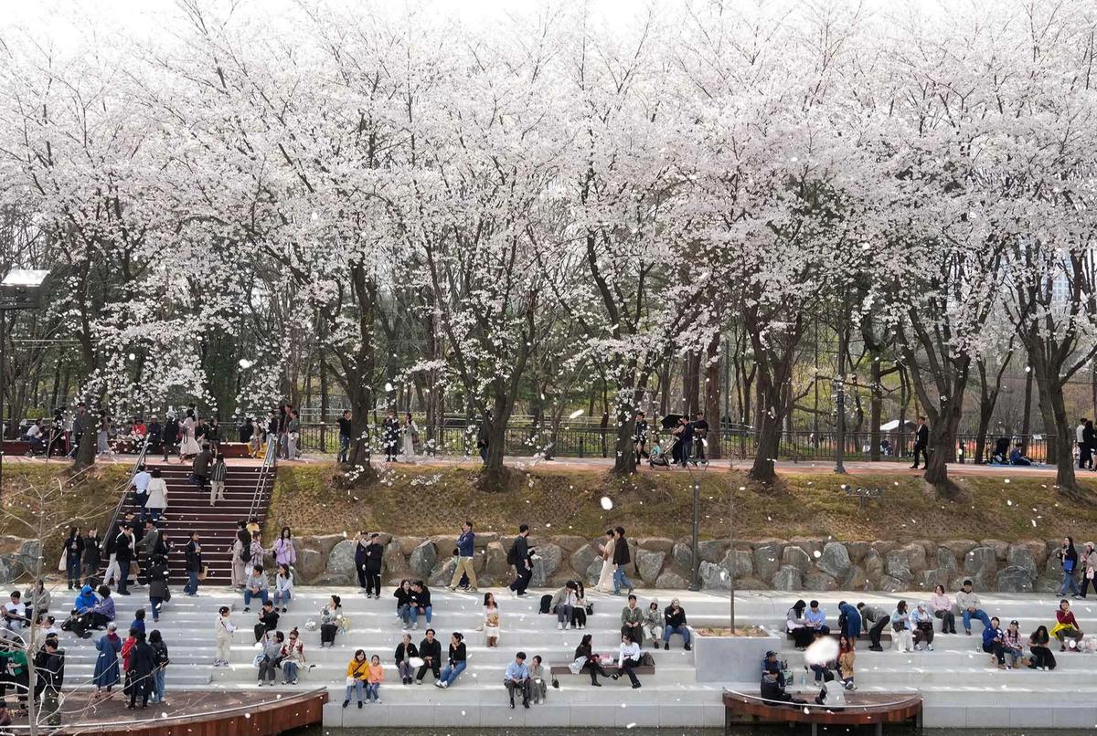 FOTO: Mekarnya Bunga Sakura Warnai Musim Semi di Seoul