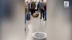 Kekacauan terjadi di Bandara Internasional Orlando karena seekor anjing jenis Siberian Husky menolak melewati pemeriksaan keamanan.