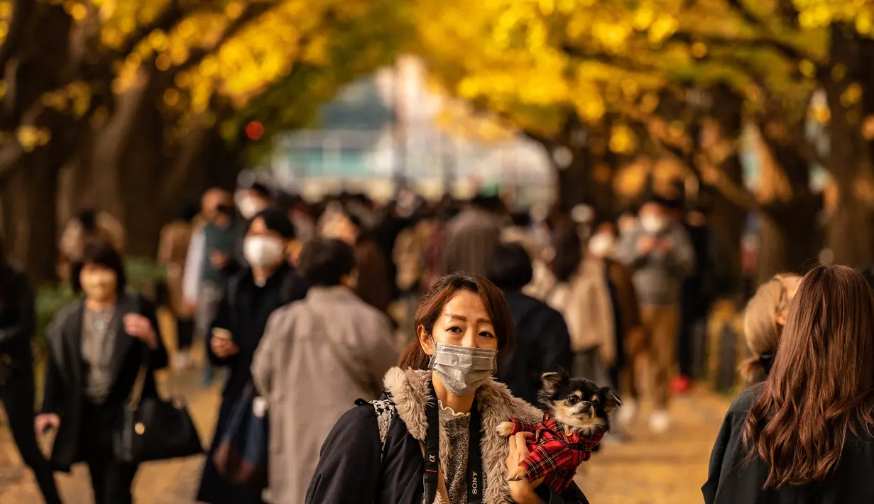 Seorang perempuan membawa anjingnya sambil berjalan di bawah pohon ginkgo dalam warna musim gugur di Taman Luar Kuil Meiji di Tokyo, Kamis (18/11/2021). Pada pertengahan bulan November, barisan pohon ginkgo yang ada di taman ini akan berubah warna menjadi kuning keemasan. (Philip FONG / AFP)