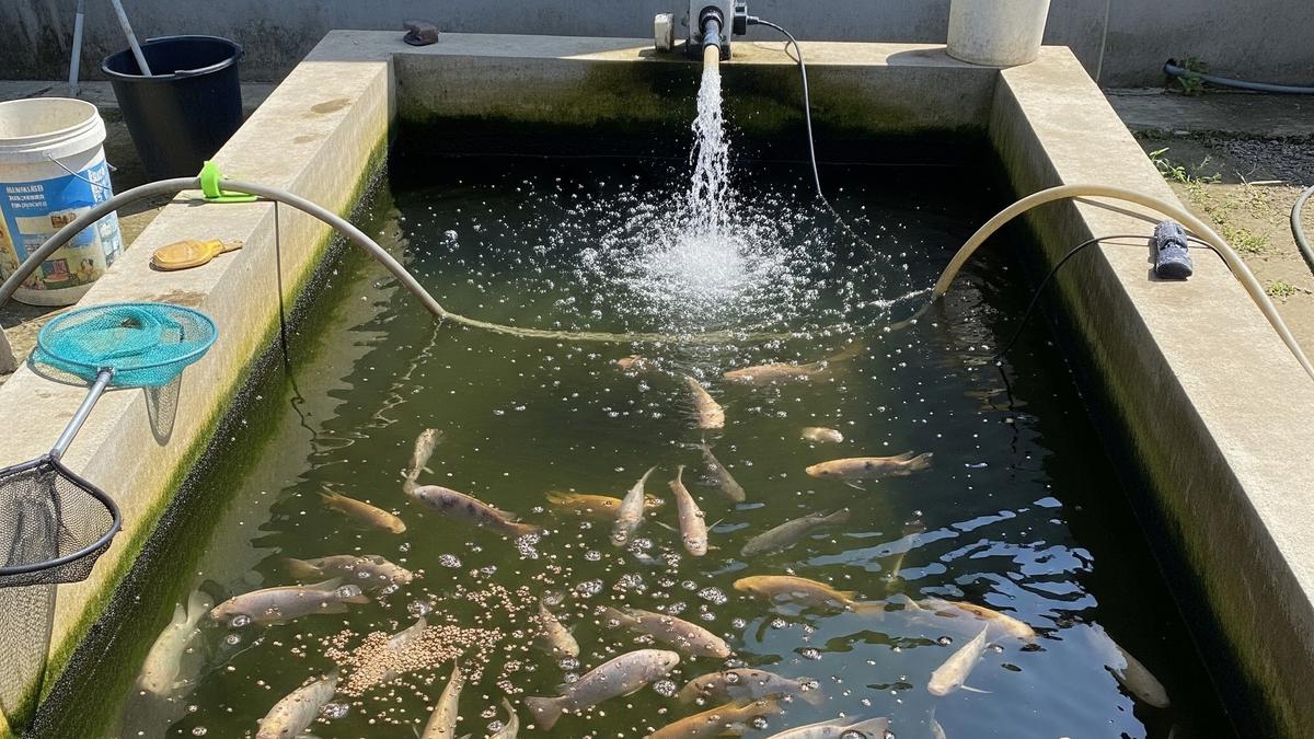 7 Cara Ternak Ikan Mujair di Kolam Semen Kecil, Raih Panen Melimpah di Lahan Terbatas