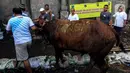 Petugas membawa sapi kurban yang akan disembelih di kawasan Kebayoran Lama, Jakarta, Kamis (26/6/2023). (Liputan6.com/Johan Tallo)