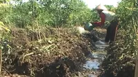Petani terpaksa harus menggunakan mesin pompa air untuk menyedot air ke sawah yang jaraknya mencapai 300 meter.