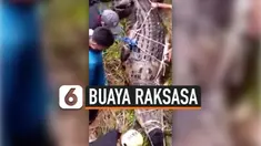 BUAYA RAKSASA PENERKAM GADIS DI KALIMANTAN DITANGKAP WARGA