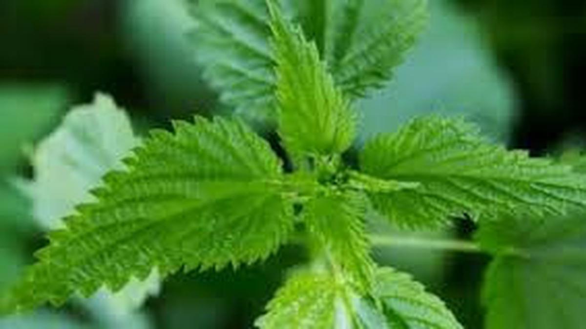5 manfaat daun jelatang dari obati jerawat sampai usir ketombe