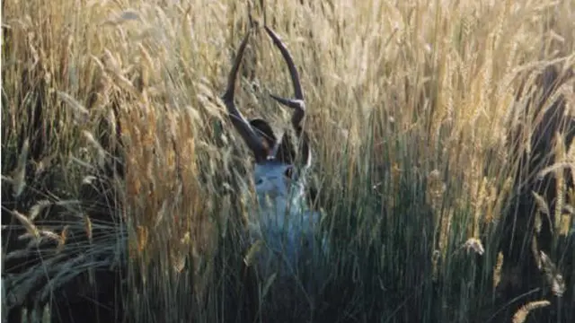 Jackalope - 4