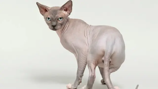 Kucing Dwelf