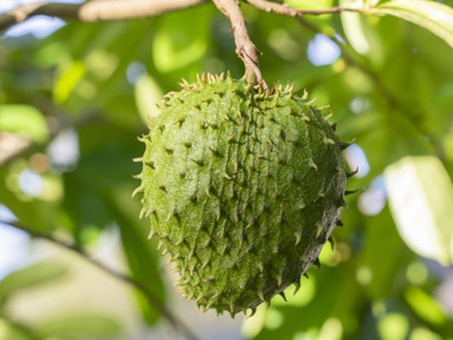 Manfaat Daun Sirsak Untuk Kesehatan Tubuh Lifestyle Fimela Com