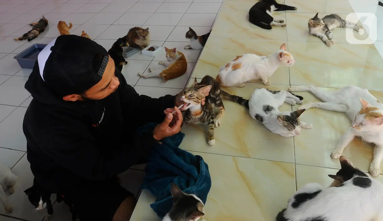 Rumah singgah itu dilengkapi dengan ruan penampungan, ruang tamu, klinik, hingga lahan untuk pemakaman kucing-kucing yang mati.   (merdeka.com/Arie Basuki)