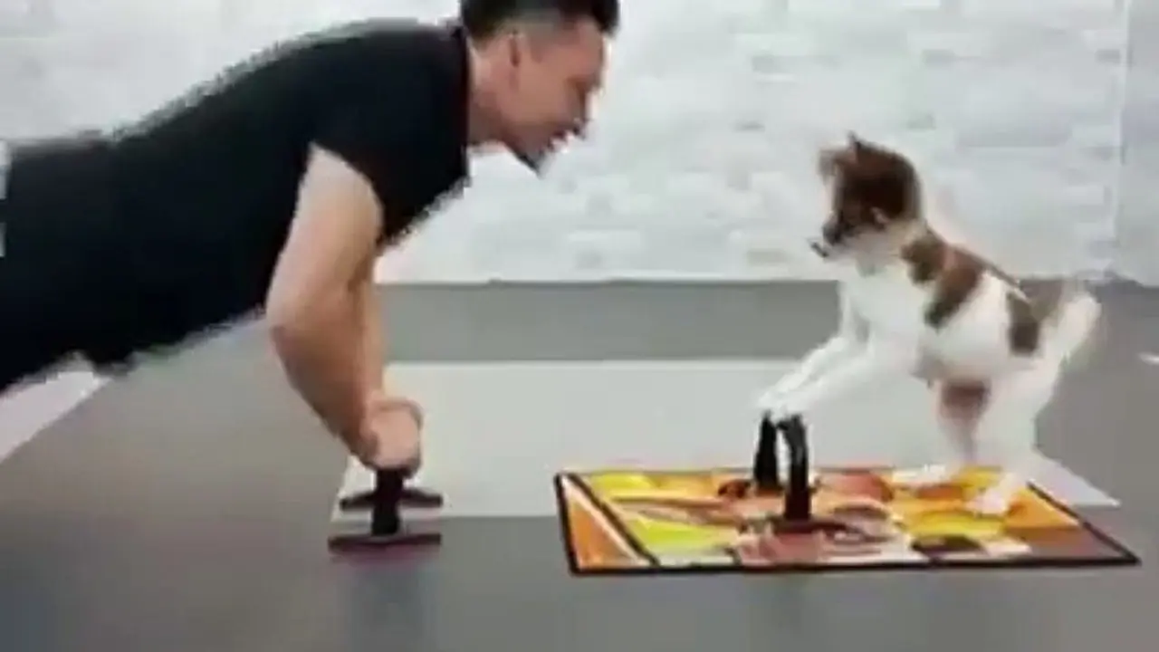 Mau Lihat Anjing Push Up? Yuk, Simak Videonya di Sini