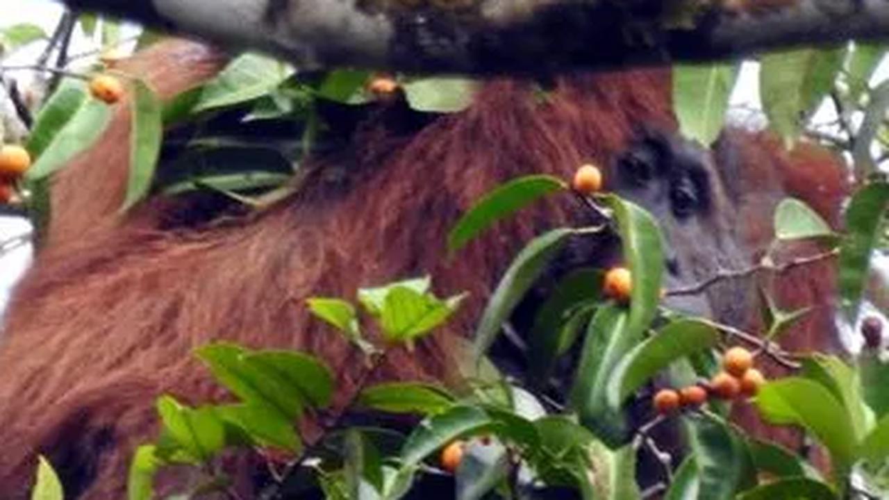 Kisah Dua Orang Utan Sumatera Korban Perdagangan Ilegal, Kini Belajar di Sekolah Hutan