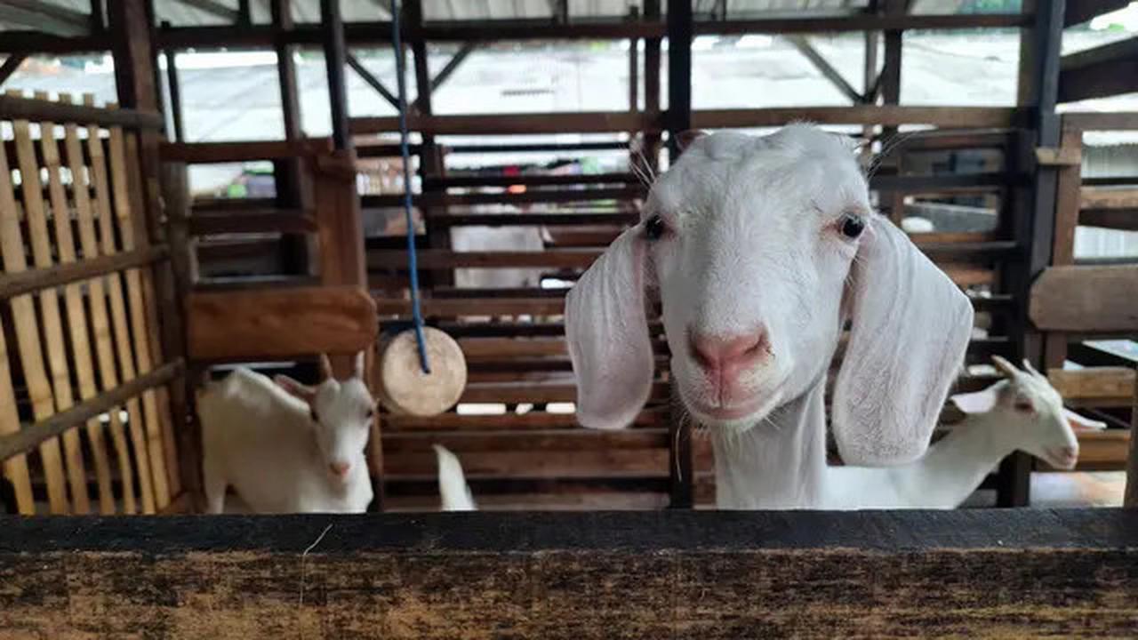 Berkurban Seekor Kambing Pahalanya untuk 1 Keluarga, Syaratnya Begini