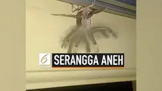 Seorang warga di Bali, Hari Toae dikejutkan dengan munculnya serangga aneh di langit-langit rumahnya. Ia sampai menyebut serangga itu 'alien' karena bentuknya yang aneh.