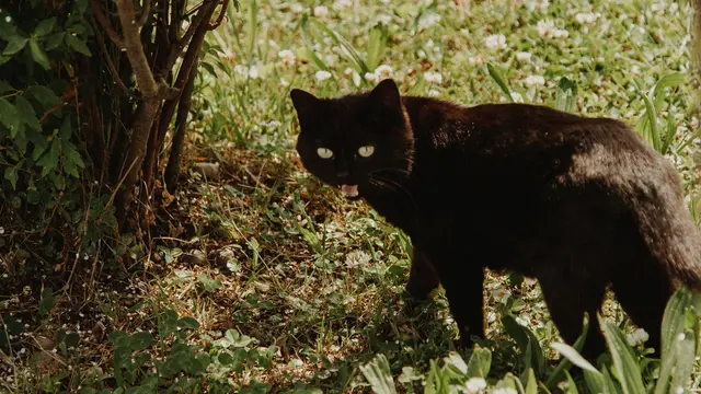Kucing Bombay