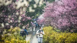 Orang-orang sedang mengamati bunga plum di Nanjing, di provinsi Jiangsu timur China pada 13 Februari 2023. Plum blossom merupakan salah satu bunga yang menjadi obyek wisata pada musim semi. (Photo by AFP)