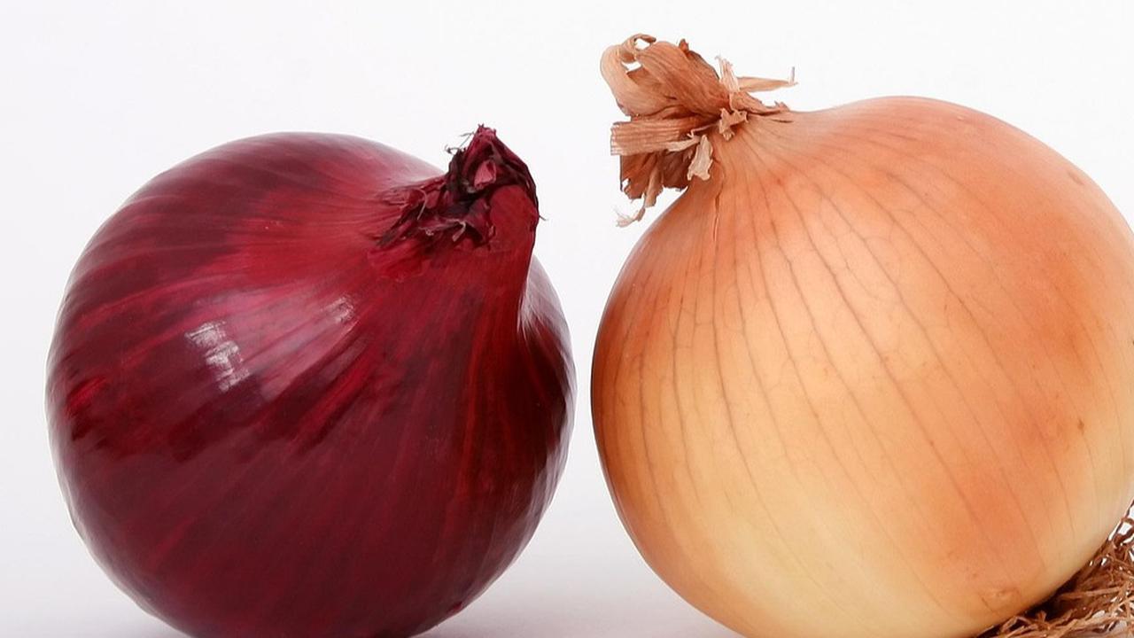 ilustrasi bawang