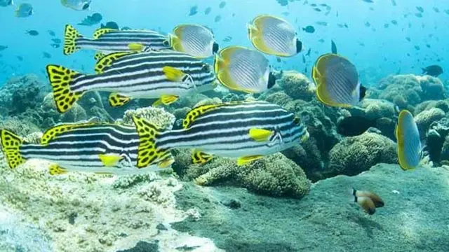 Pesona Bunaken