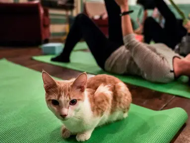 Seekor kucing duduk di atas matras yoga selama kelas yoga bersama kucing  di kafe kucing Brooklyn, New York, Rabu (13/3). Kafe ini menawarkan tempat latihan yoga dengan ditemani kucing-kucing menggemaskan. (REUTERS/Jeenah Moon)