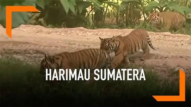 Kebun Binatang Sydney perkenalkan secara resmi kepada publik tiga ekor anak Harimau Sumatera.