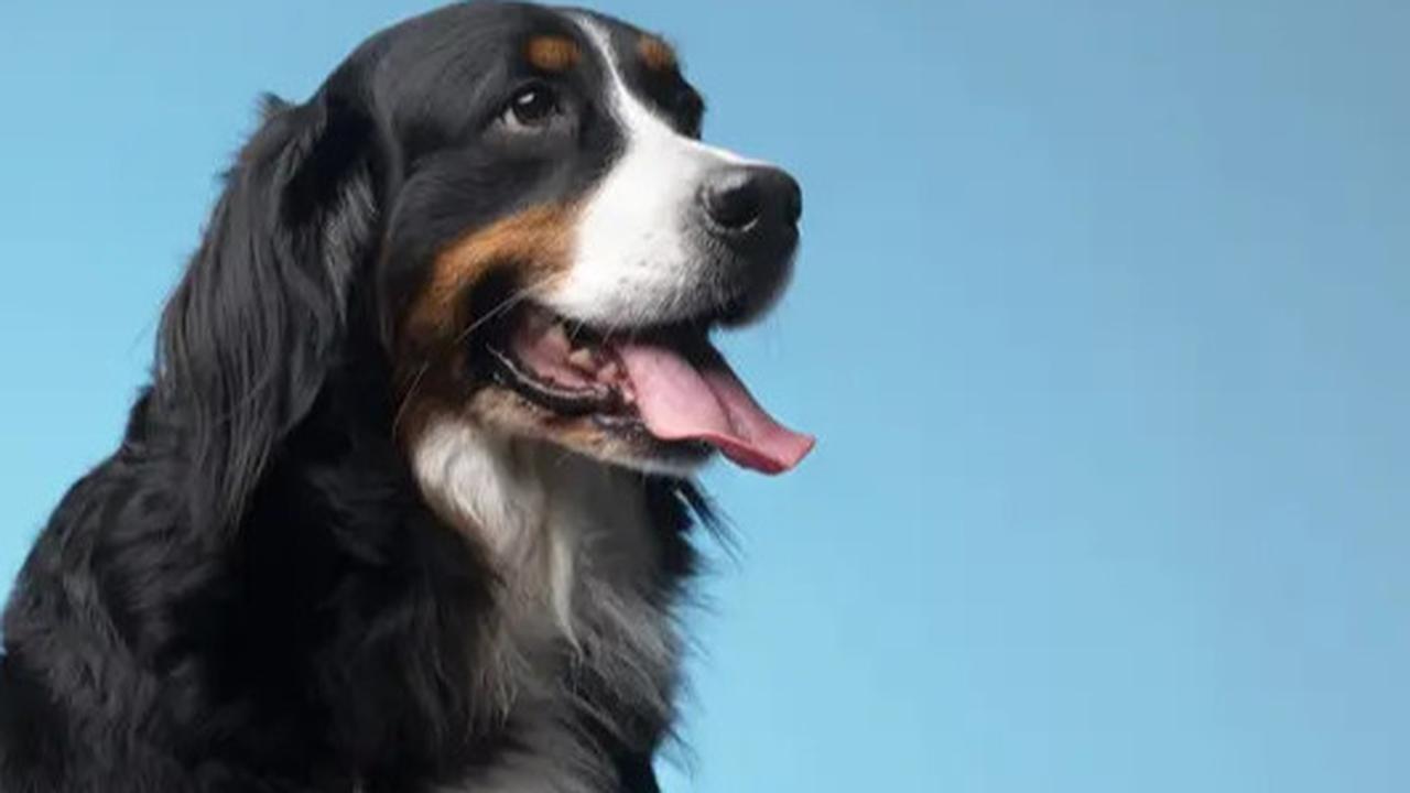 Anjing Peliharaan di China Mati Tertabrak Mobil, Lalu Dimakan Pekerja Konstruksi Jalan Raya