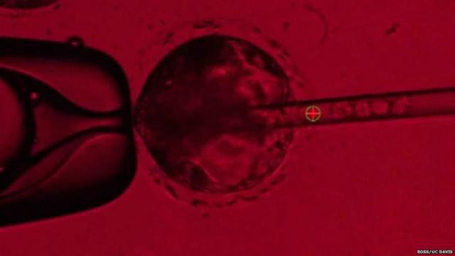 Stem cell atau sel induk manusia yang diinjeksi ke dalam embrio babi (Ross/UC Davis)