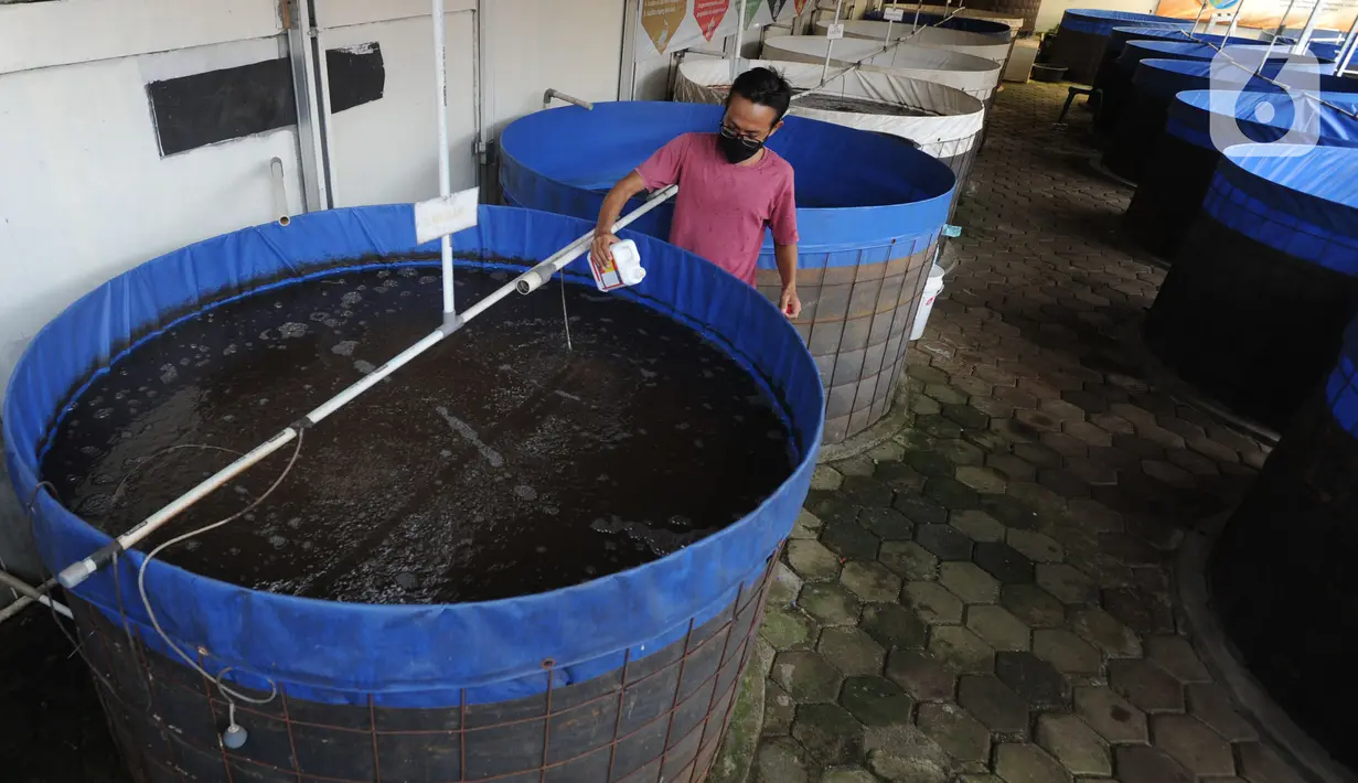 Petani memberi pakan pada ikan nila yang dibudidayakan dengan sistem bioflok di Rumah Al-Balat, Bojongsari, Depok, Kamis (18/2/2021). Meningkatnya produksi seiiring harga ikan nila naik di pasaran yang mencapai harga Rp 35 ribu hingga Rp 40 ribu/kg. (merdeka.com/Arie Basuki)