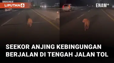 Seekor anjing tersesat di tengah jalan tol mengundang perhatian