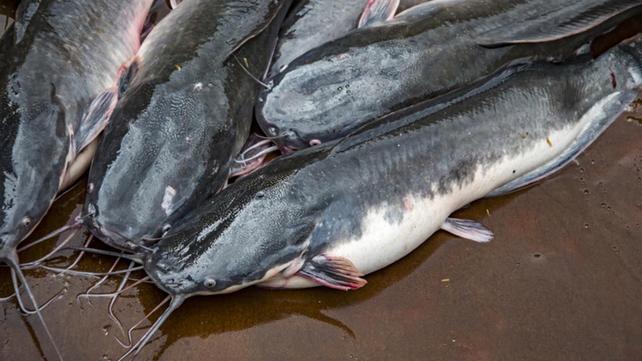 Ilustrasi ikan lele (Sumber: Istockphoto)