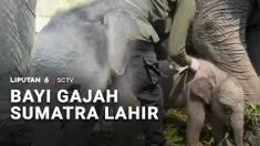 Kabar gembira datang dari pusat konservasi gajah di Sumatra Selatan. Seekor gajah Sumatra betina baru saja lahir, dan sekaligus menambah populasi satwa dilindungi.
