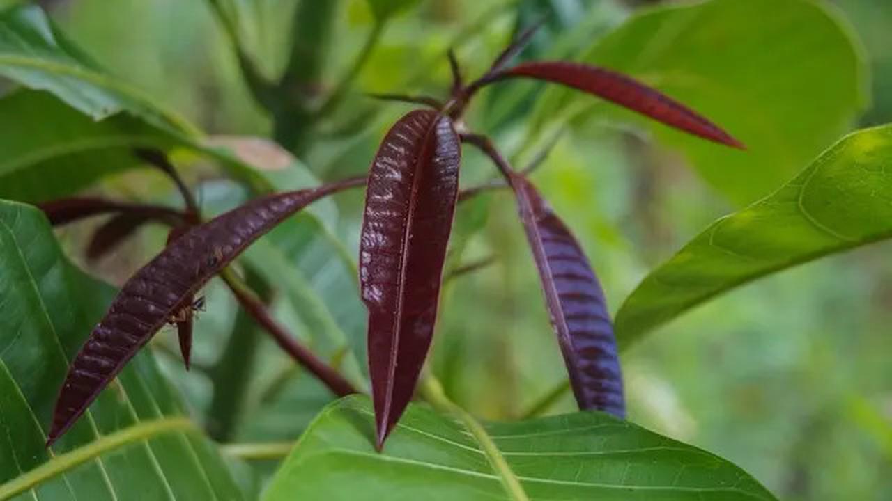 7 Manfaat Minum Teh Daun Mangga, Salah Satunya Mengontrol Kadar Gula Darah