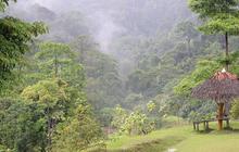 Taman Nasional Bukit Tiga Puluh, Kawasan Konservasi Orang Utan di Provinsi Riau
