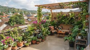 8 Cara Membuat Rooftop Rumah Lebih Sejuk dengan Tanaman
