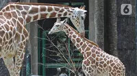 Kawanan jerapah terlihat di kandangnya di Taman Margasatwa Ragunan (TMR), Jakarta Selatan, Sabtu (26/12/2020). Meskipun pandemi covid-19 masih terjadi, sejumlah warga tetap mengunjungi Ragunan di libur panjang Natal 2020 ini. (Liputan6.com/Herman Zakharia)