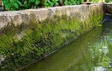 Kenapa Lumut Cepat Tumbuh di Dinding Kolam? Ternyata Ada Banyak Faktor