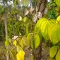 Tanaman merica milik petani Banyumas tiba-tiba daunnya menguning di musim kemarau ini. (Liputan6.com/Muhamad Ridlo)