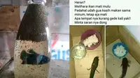 6 Kelakuan Absurd Kasih Makan Ikan Ini Bikin Geleng Kepala (sumber: Instagram/yukngakak.id/ngumpulreceh)