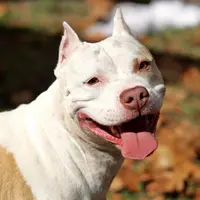 20 Alasan untuk Tidak Memelihara Anjing Pitbull | via: hdimagelib.com