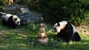 Panda Yuan Meng (kiri) dan ibunya Huan Huan melihat ke arah kue ulang tahunnya di dalam kandangnya di The Beauval Zoo di Saint-Aignan-sur-Cher, Prancis tengah  (4/8). (AFP Photo/Guillaume Souvant)