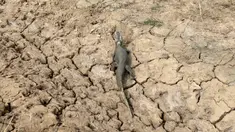 Seekor buaya terlihat di kubangan yang mengering karena tidak dialiri air dari sungai Pilcomayo, 24 Juni 2016. Perbatasan antara Paraguay dan Argentina tengah menghadapi kekeringan terburuk selama hampir dua dekade. (REUTERS/Jorge Adorno)