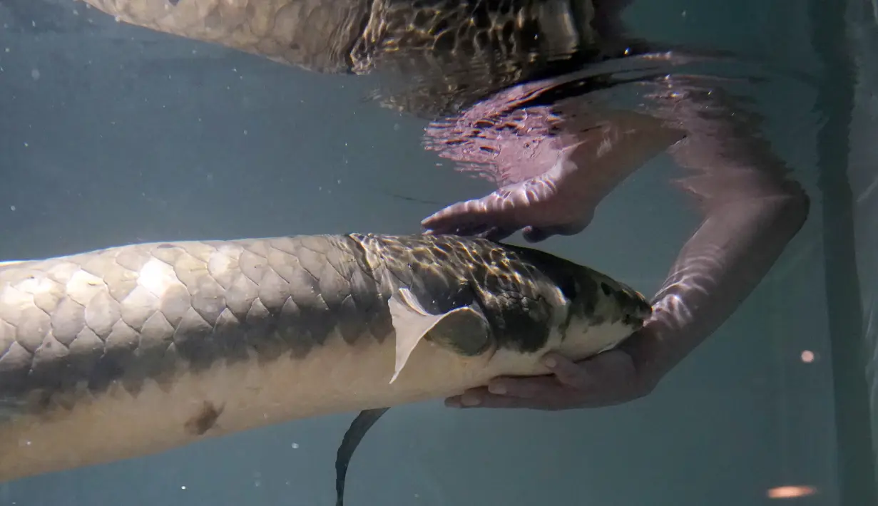 Ahli biologi senior Allan Jan memberi makan Methuselah, ikan lungfish Australia dalam akuarium di San Francisco, Senin (24/1/2022). Spesies ini merupakan kelompok ikan air tawar purba, yang sudah ada selama 400 juta tahun di Bumi. (AP Photo/Jeff Chiu)