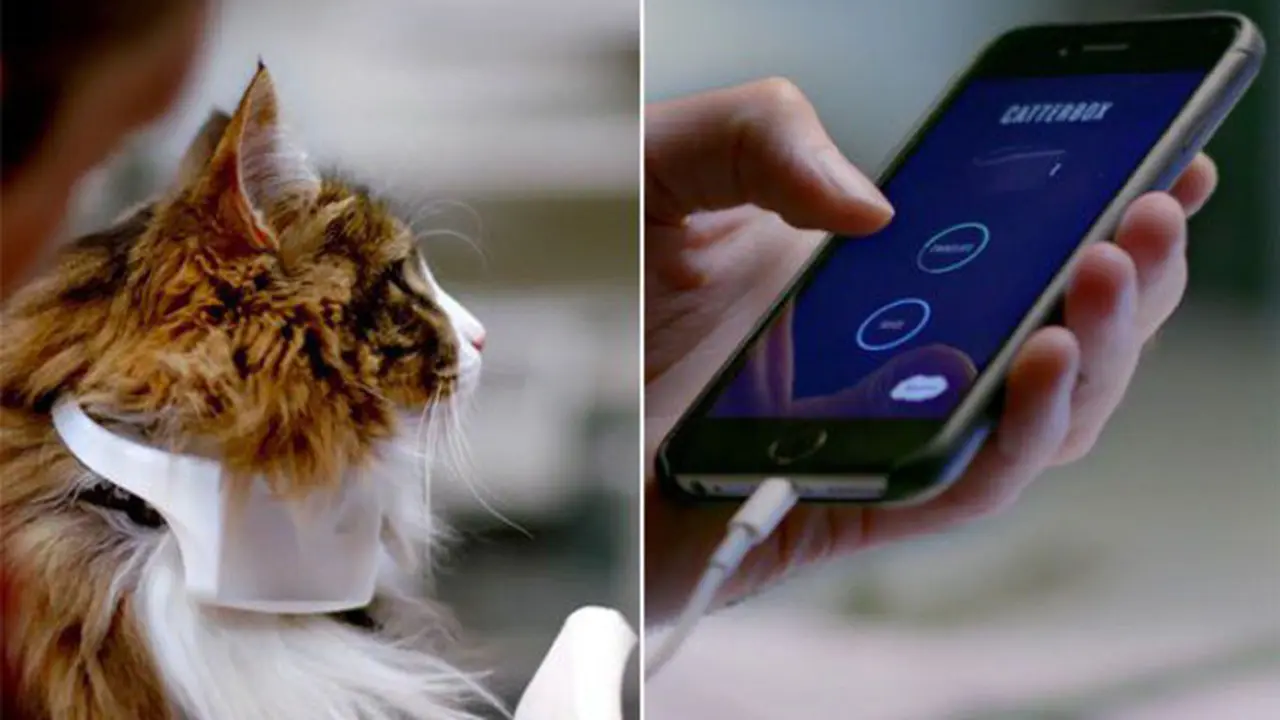 Canggih, Alat Ini Bisa Terjemahkan Suara Kucing ke Bahasa Manusia