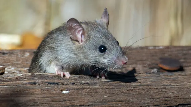 Tikus