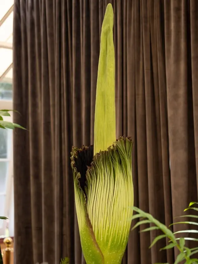 Warga Australia Rela Antre Demi Cium Aroma Bunga Bangkai yang Langka (Foto: Instagram @botanicsydney)