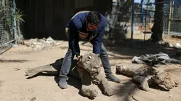 Pemilik kebun binatang di Jalur Gaza, Mohammed Oueida memperlihatkan binatang yang mati mengering akibat perang yang terjadi di kawasan tersebut selama tahun 2014, Palestina, Senin (7/3/2016). (Reuters/ Ibraheem Abu Mustafa)